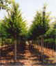 Carpinus Betulus 
