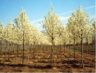 Pyrus Calleriana Chanticleer